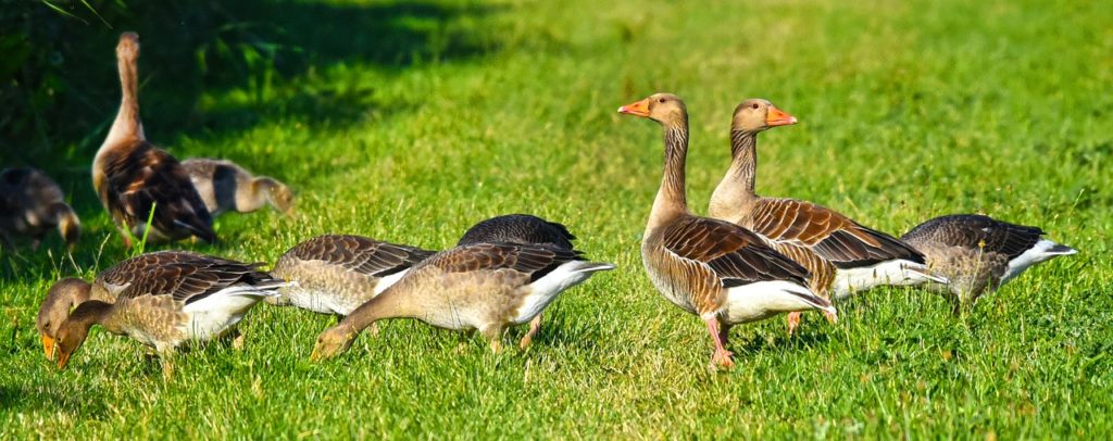 greylag geese, geese, birds-3526503.jpg